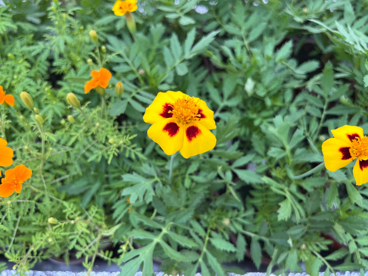 French Marigold (4” Pot)