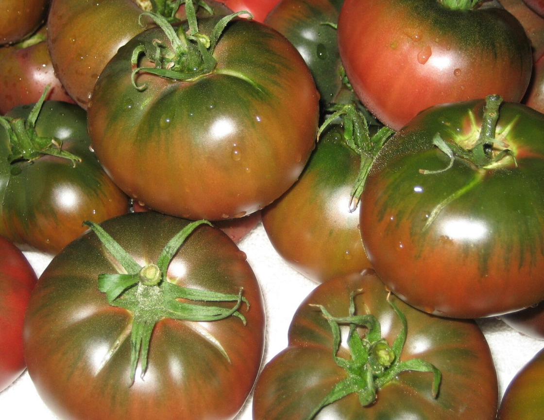 Black from Tula Tomato Plant
