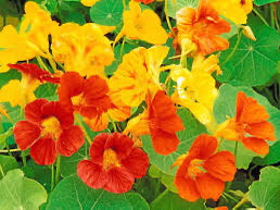 Nasturtium (6” Pot)