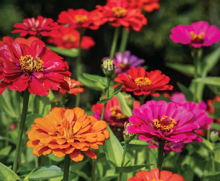 Thumbelina Zinnia (4” Pot)