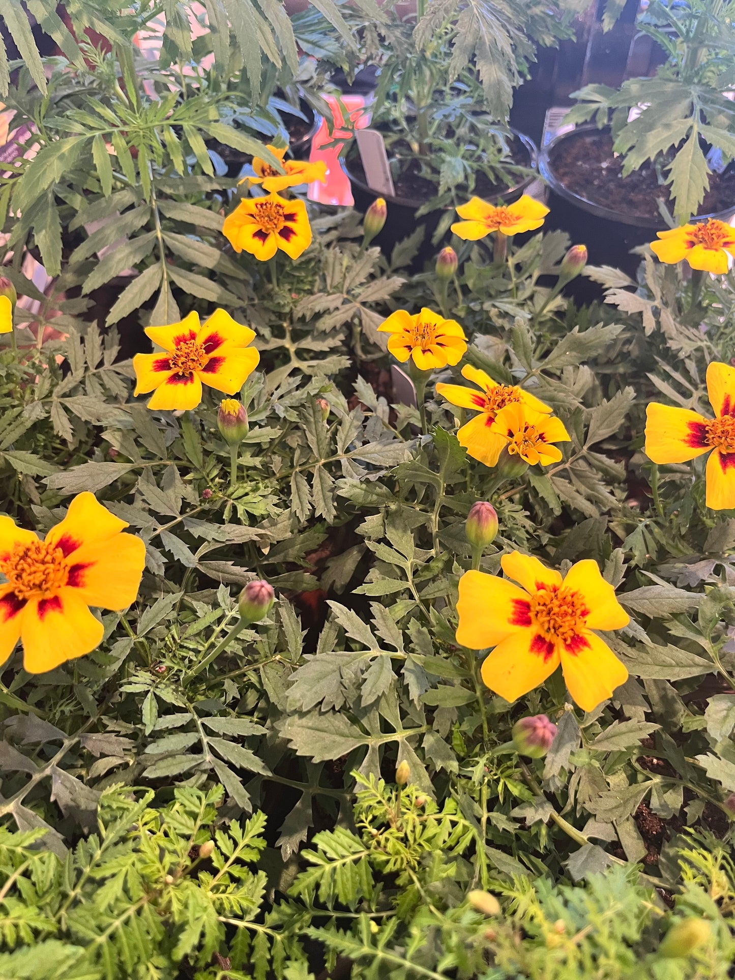 French Marigold (4” Pot)