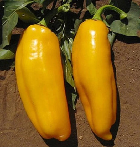 Marconi Yellow Pepper Plant