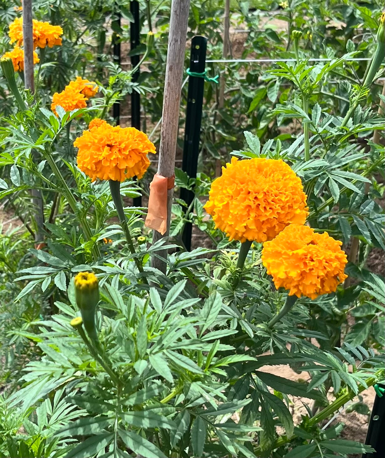 Giant Marigold (4” Pot)