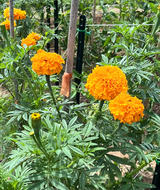 Giant Marigold (4” Pot)