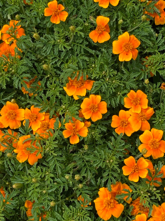 Tangerine Gem Marigold (4” Pot)