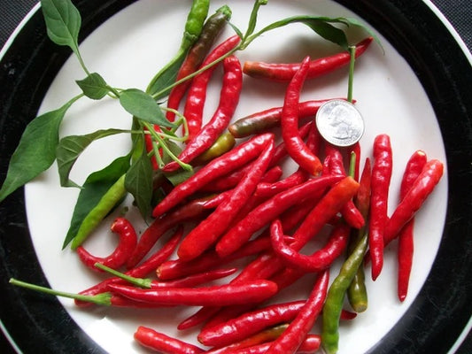 Thai Hot Pepper Plant