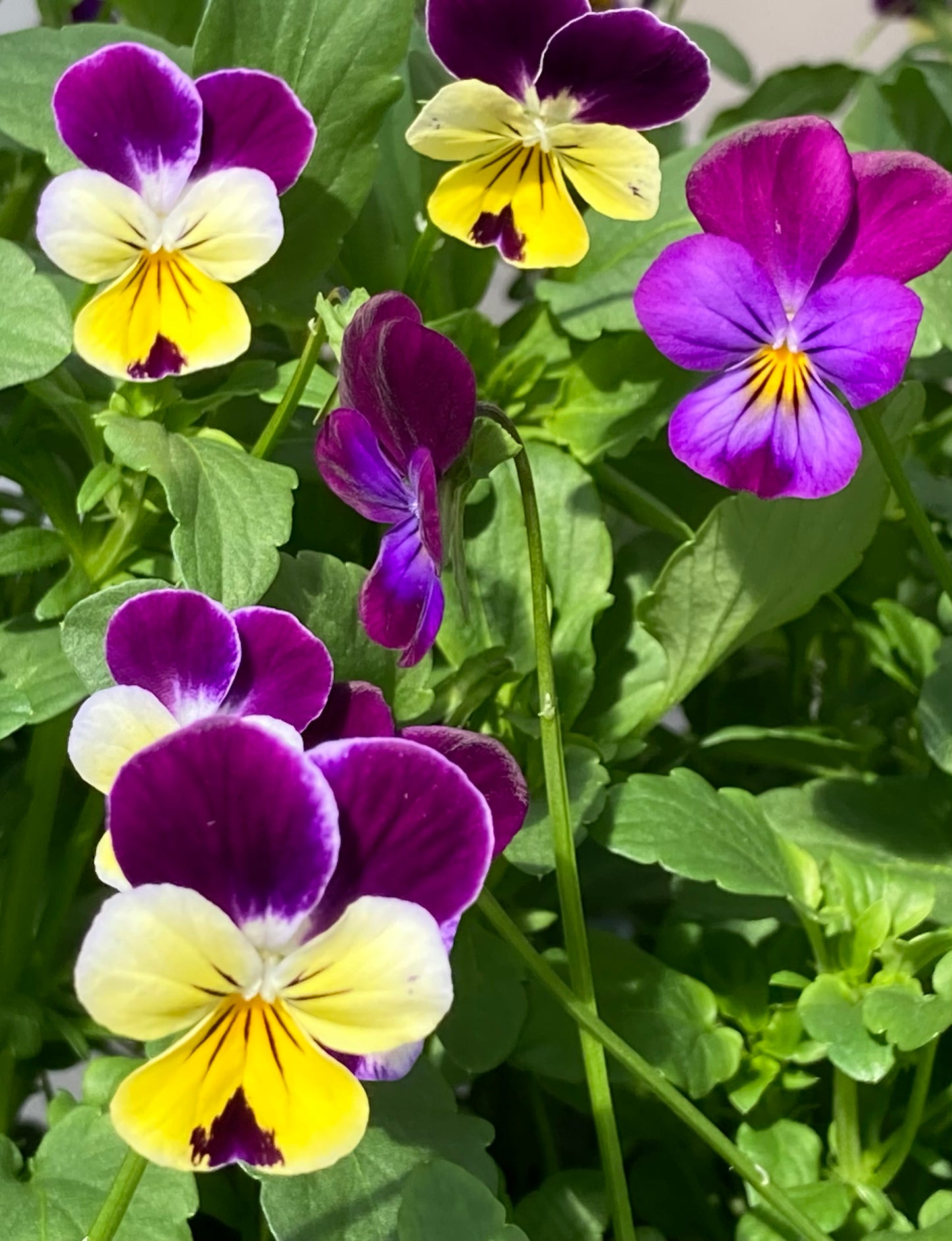 Johnny Jump-Ups (4” Pot)