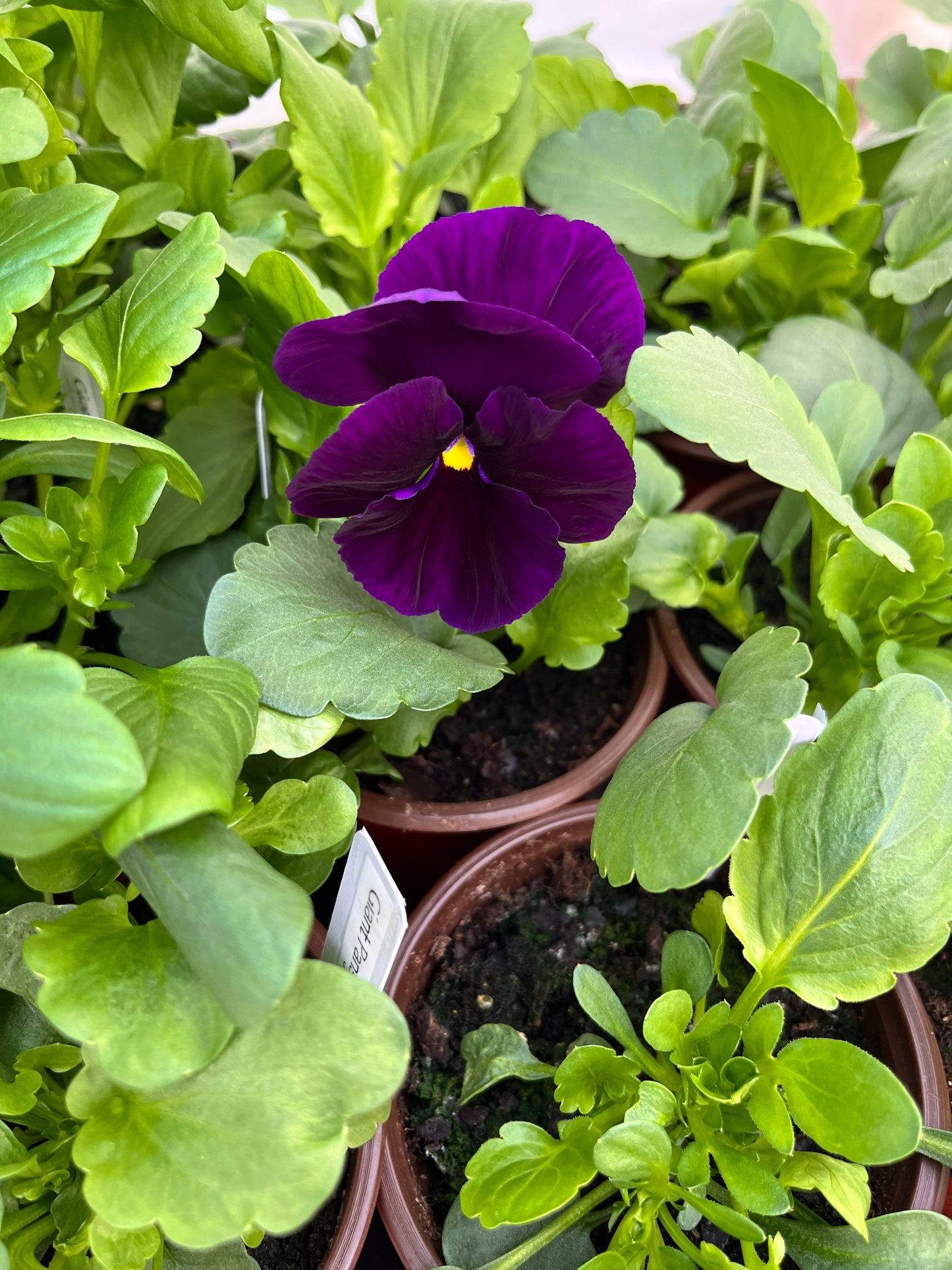 Giant Pansy (4” Pot)