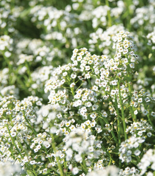 Sweet Alyssum (4” Pot)