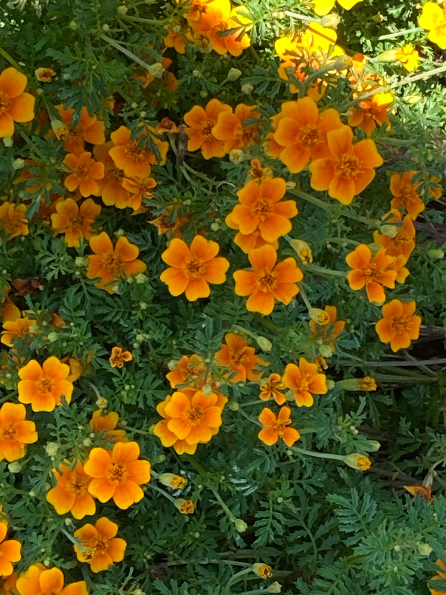 Tangerine Gem Marigold (4” Pot)