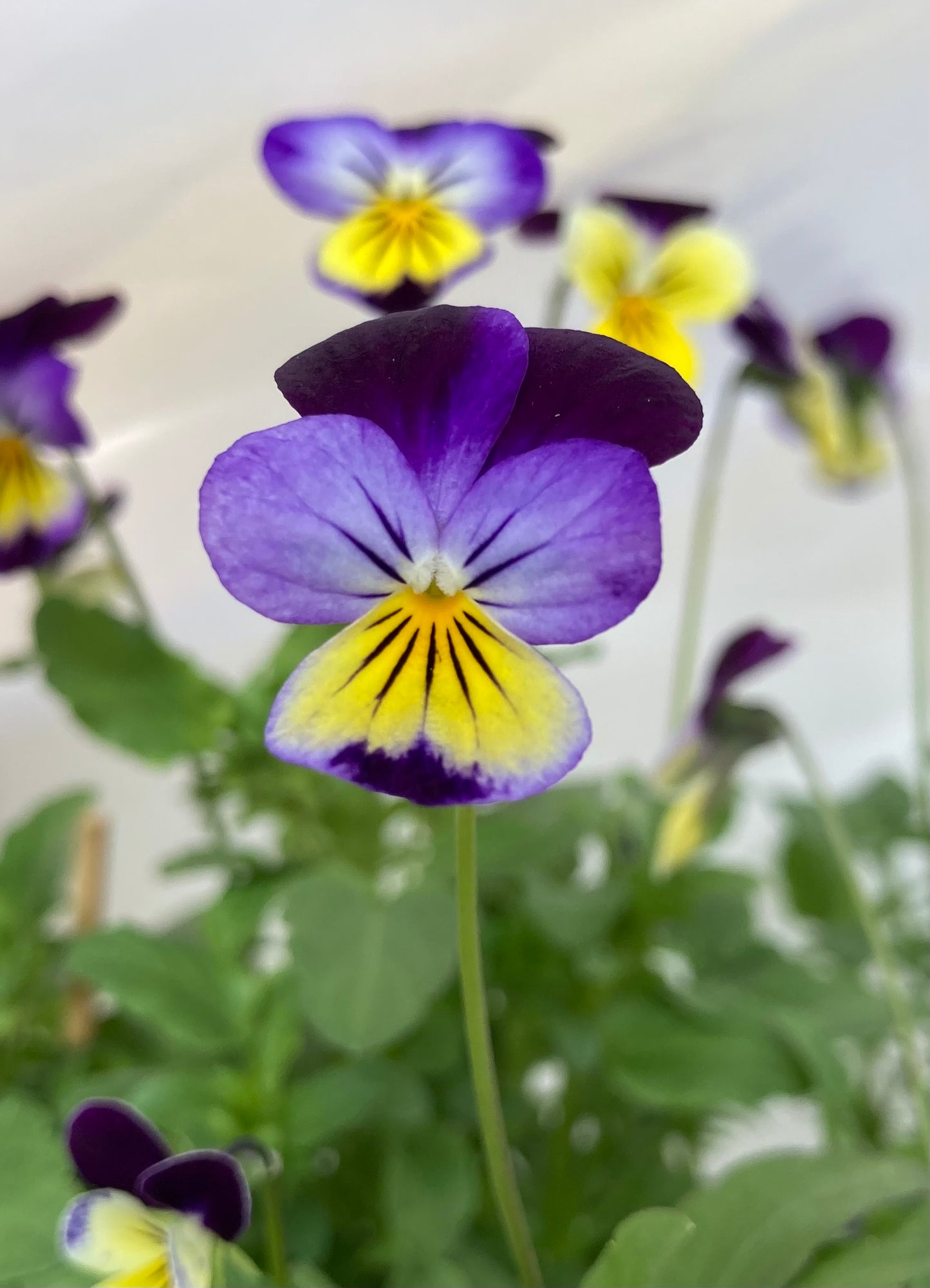 Johnny Jump-Ups (4” Pot)