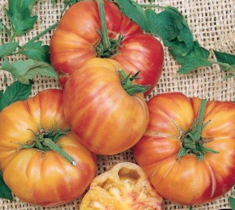Big Rainbow Tomato Plant