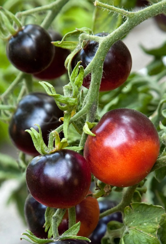 Indigo Cherry Tomato Plant