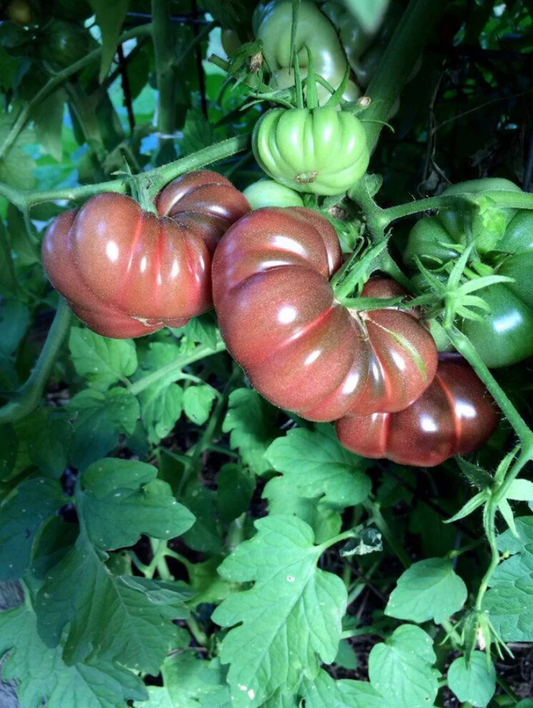 Purple Calabash Tomato Plant