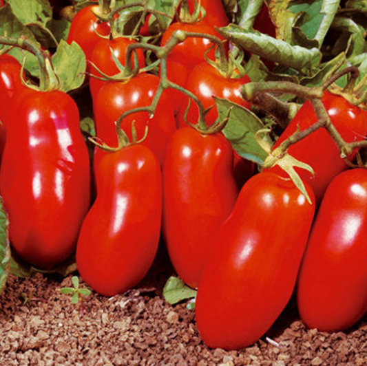 San Marzano Tomato Plant