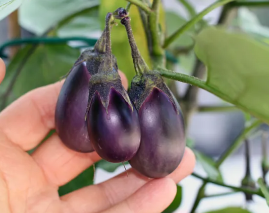 Patio Eggplant Plant